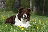 BORDER COLLIE 897